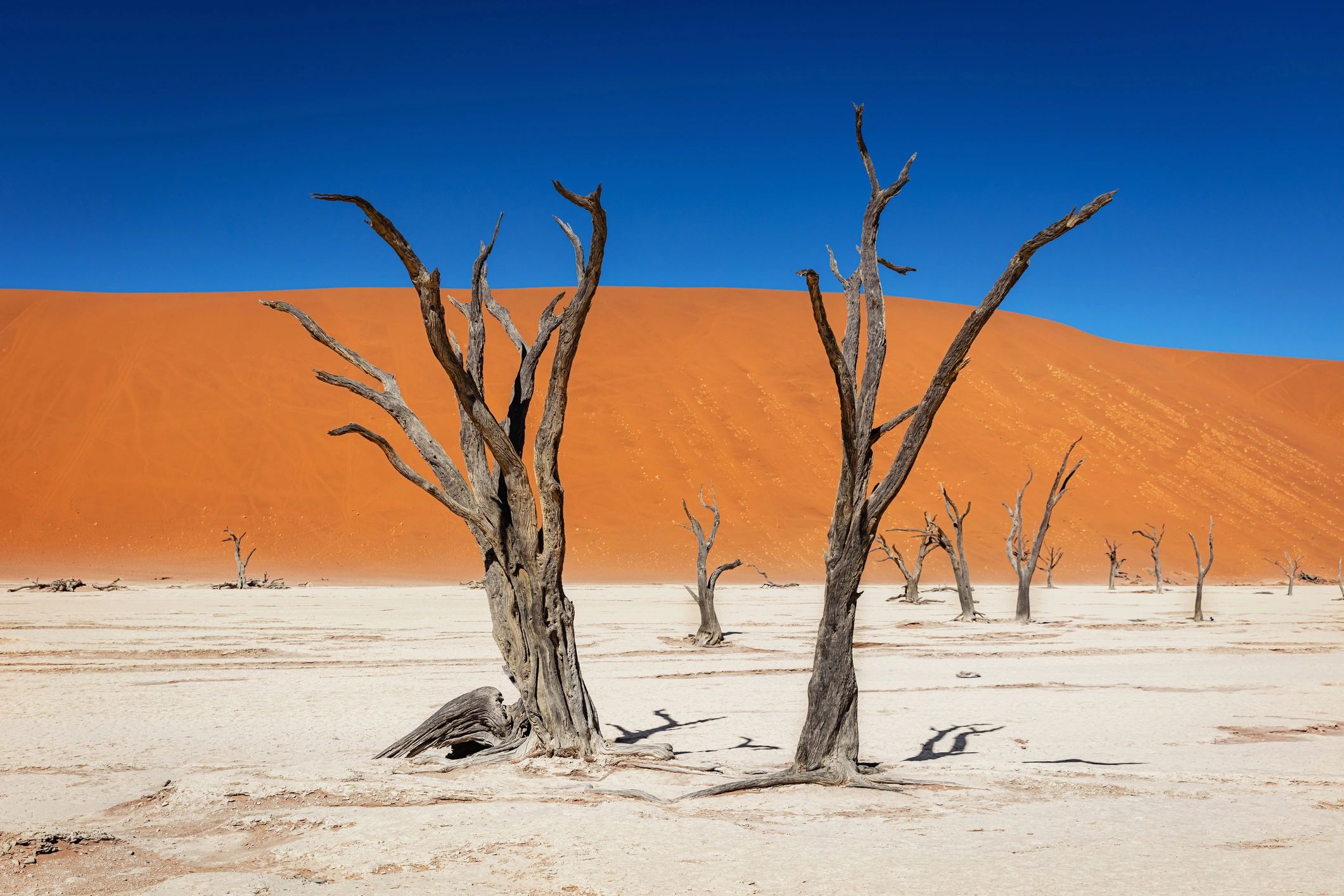 Dead trees across the salt pan at Dead Vlei in Namibia