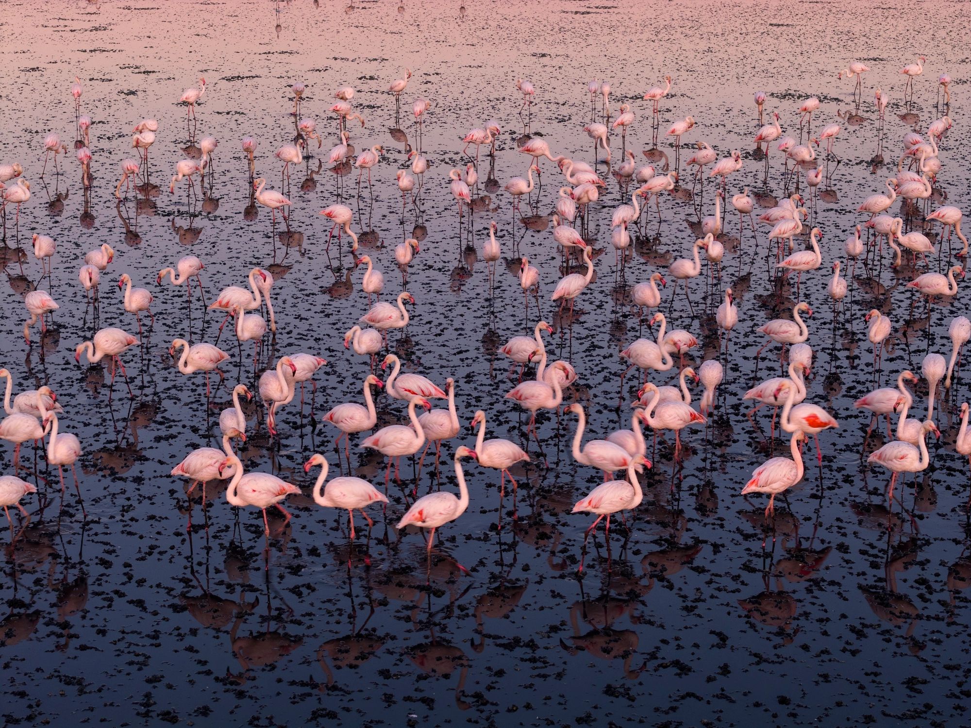 Flamingos feeding on a lake at sunrise