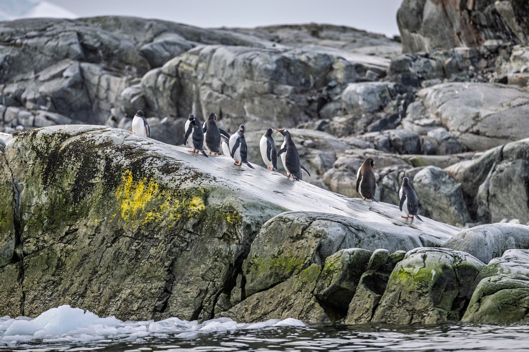 Gentoo penguins on a rocky Antarctic coastline