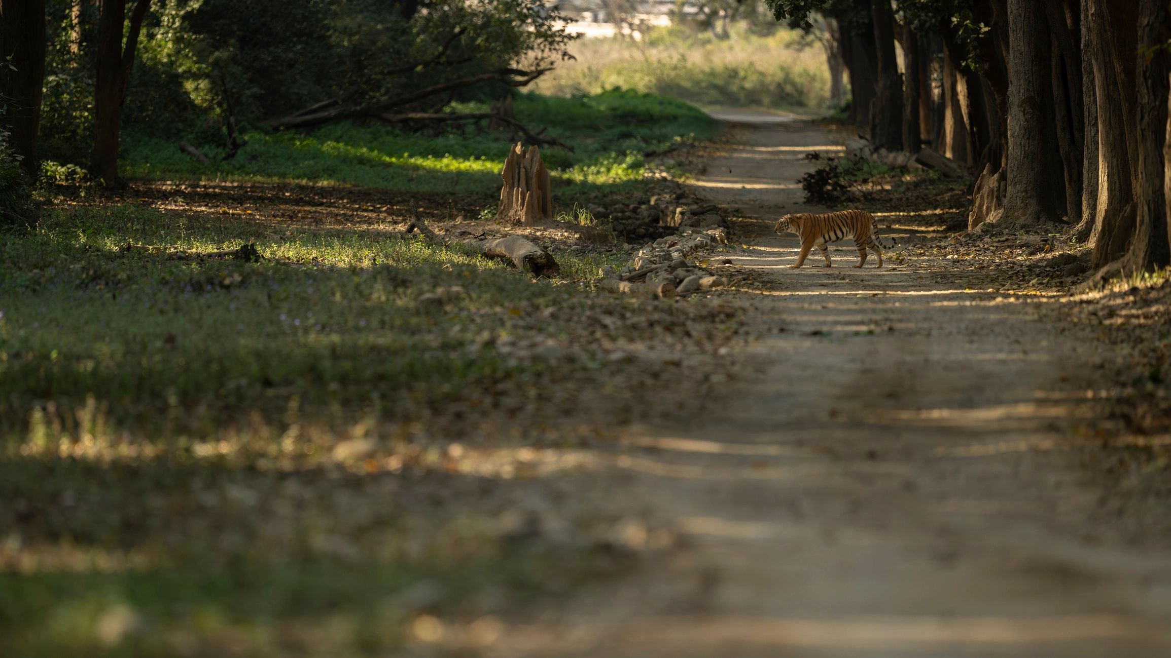 Bengal tiger crossing a forest road in India