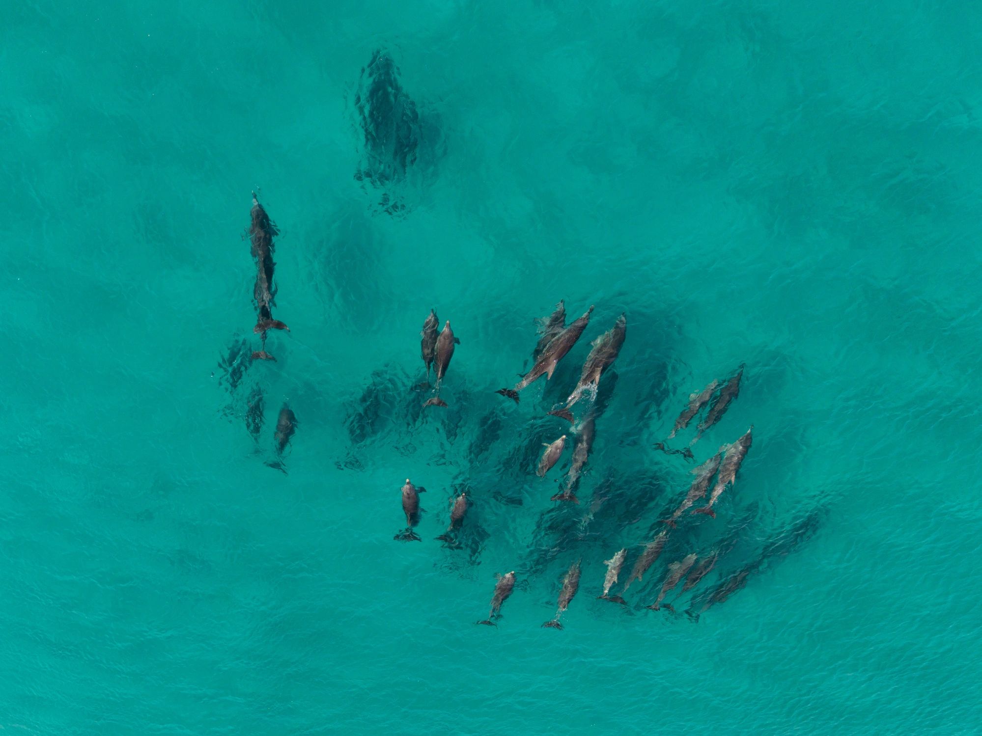 Dolphin pod swimming in clear turquoise water